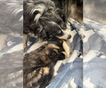 Small #7 Australian Shepherd Mix