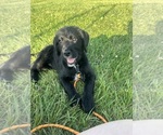 Small #15 Labradoodle