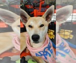 Small Photo #2 Labrador Retriever-Shiba Inu Mix Puppy For Sale in Calhoun, GA, USA