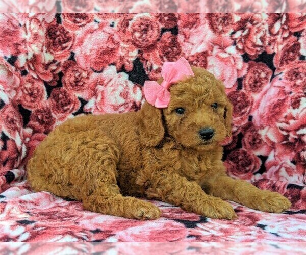 Medium Photo #4 Goldendoodle-Poodle (Miniature) Mix Puppy For Sale in GLEN ROCK, PA, USA