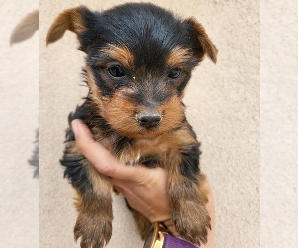 Medium Photo #1 Yorkshire Terrier Puppy For Sale in PLACITAS, NM, USA