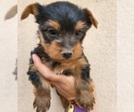 Small Photo #1 Yorkshire Terrier Puppy For Sale in PLACITAS, NM, USA