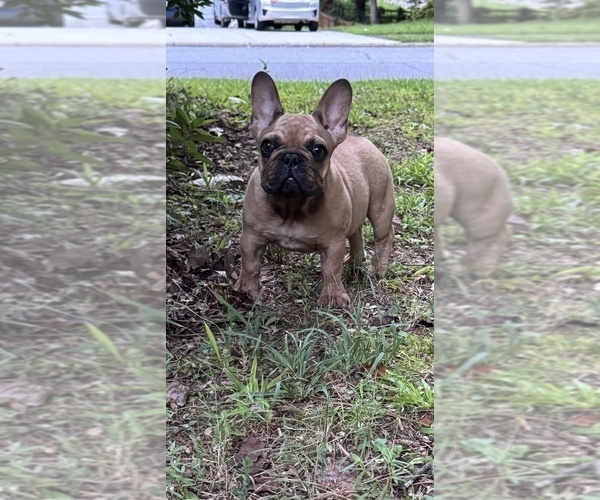 Medium Photo #9 French Bulldog Puppy For Sale in MARIETTA, GA, USA