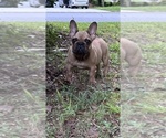 Small Photo #9 French Bulldog Puppy For Sale in MARIETTA, GA, USA