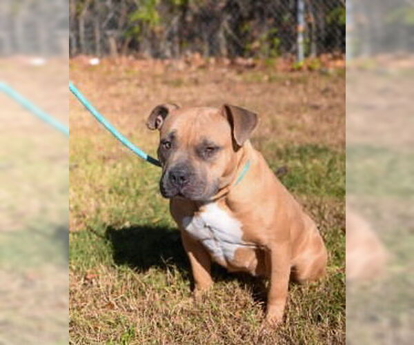Medium Photo #3 American Bulldog Puppy For Sale in Glen Allen, VA, USA