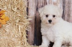 Small Photo #4 Bichon Frise Puppy For Sale in BEL AIR, MD, USA