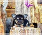 Small Photo #4 Chihuahua Puppy For Sale in POTEAU, OK, USA