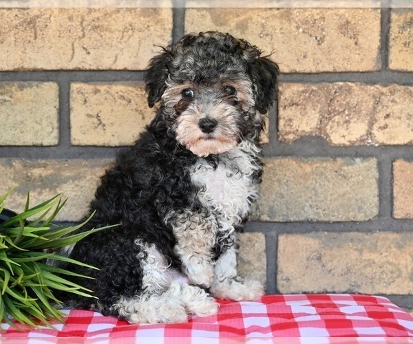 Medium Photo #9 Poovanese Puppy For Sale in MILLERSBURG, OH, USA