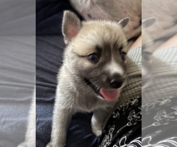 Medium Photo #34 Pomsky Puppy For Sale in LOVELAND, CO, USA