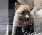 Small #33 Pomsky