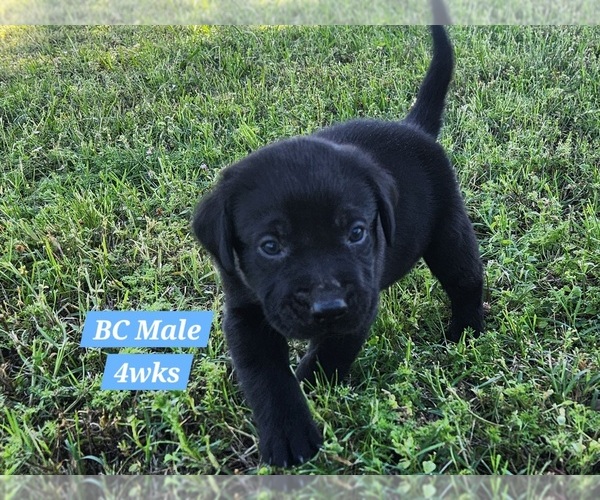 Medium Photo #29 Labrador Retriever Puppy For Sale in EDGEWOOD, TX, USA