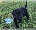 Small Photo #29 Labrador Retriever Puppy For Sale in EDGEWOOD, TX, USA