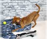 Small #2 Miniature Pinscher Mix