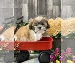 Small #4 Shih Tzu