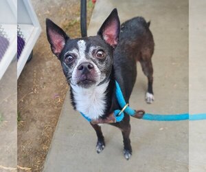 Chihuahua Dogs for adoption in Long Beach, CA, USA