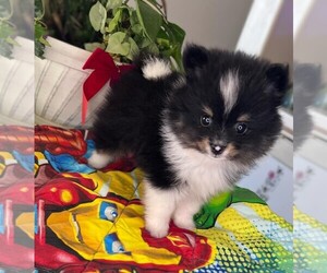 Pomeranian Puppy for sale in SANTA MARIA, CA, USA