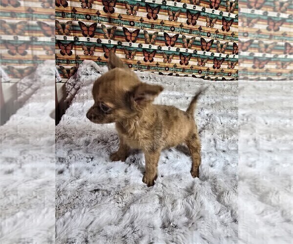Medium Photo #16 Chihuahua Puppy For Sale in BOSTON, MA, USA