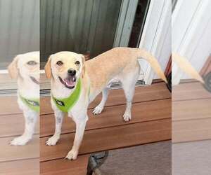 Lucky (AL) - Male Chihuahua-Unknown Mix Dog for Adoption - Photo #9