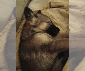 German Shepherd Dog Puppy for sale in EASTPOINTE, MI, USA
