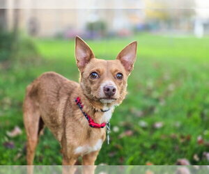 Hollis - Male Chihuahua Dog for Adoption - Photo #16