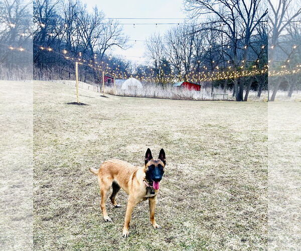 Medium Photo #5 Mutt Puppy For Sale in Stevens Point, WI, USA