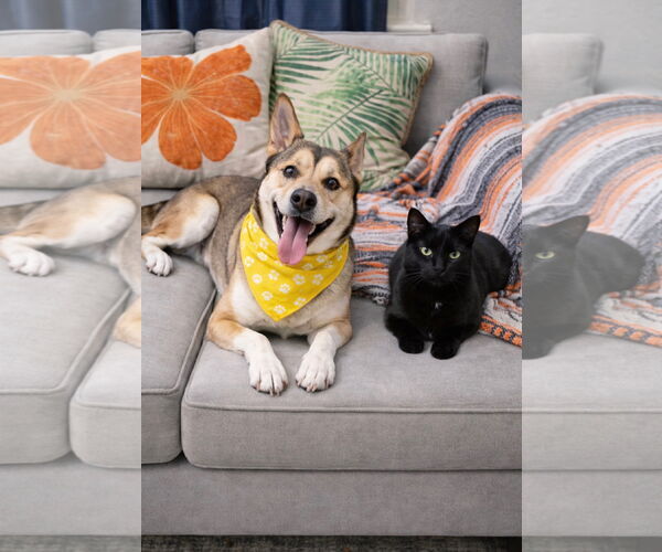 Medium Photo #9 Siberian Husky-Unknown Mix Puppy For Sale in Euless, TX, USA