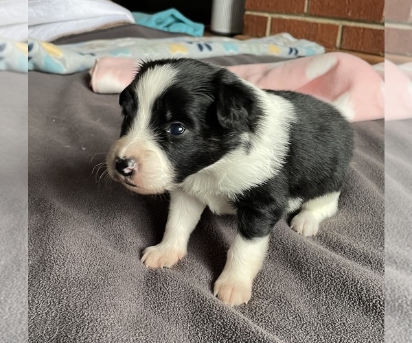 Medium Photo #2 Border Collie-Papillon Mix Puppy For Sale in CULPEPER, VA, USA