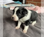 Small #1 Border Collie-Papillon Mix