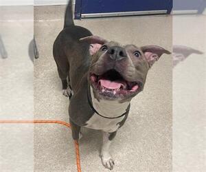 American Pit Bull Terrier Dogs for adoption in Bakersfield, CA, USA