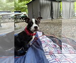 Small #3 Boston Terrier-Jack Russell Terrier Mix