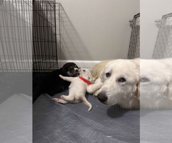 Medium Photo #19 Great Pyrenees Puppy For Sale in Houston, TX, USA