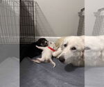 Small #18 Great Pyrenees