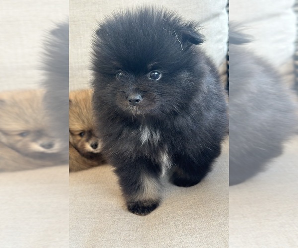 Medium Photo #10 Pomeranian Puppy For Sale in GLEN BURNIE, MD, USA