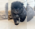Small #9 Pomeranian
