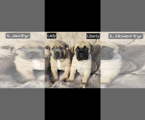 Medium Photo #3 Cane Corso Puppy For Sale in MINERAL WELLS, WV, USA