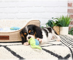 Small #7 Cavalier King Charles Spaniel