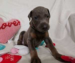 Doberman Pinscher Puppy for sale in CLINTON, OH, USA