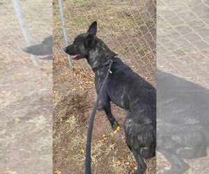 Dutch Shepherd -Unknown Mix Dogs for adoption in Imlay City, MI, USA