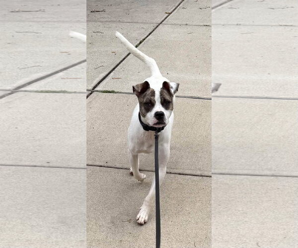 Medium Photo #4 American Pit Bull Terrier-Unknown Mix Puppy For Sale in Germantown, OH, USA