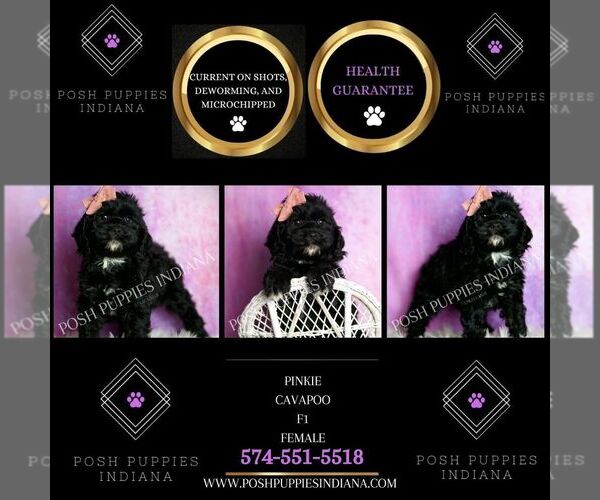 Medium Photo #6 Cavapoo (Miniature) Puppy For Sale in WARSAW, IN, USA