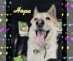 Small #1 German Shepherd Dog Mix