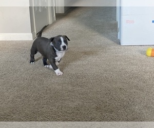 American Pit Bull Terrier Puppy for sale in BROWNSBURG, IN, USA