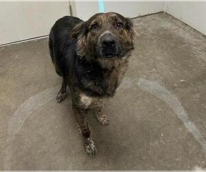 Holland Shepherd-Unknown Mix Dogs for adoption in Rosenberg, TX, USA