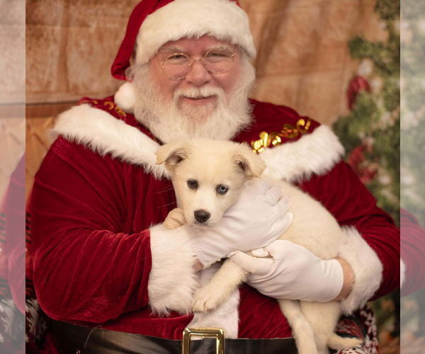 Medium Photo #2 Siberian Husky Puppy For Sale in Columbus, IN, USA