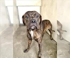 Bullboxer Pit Dogs for adoption in San Bernardino, CA, USA