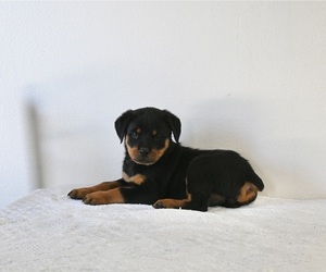 Rottweiler Puppy for sale in FREDERICKSBURG, OH, USA