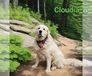 Great Pyrenees Dogs for adoption in Croydon, NH, USA