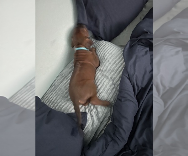 Medium Photo #16 Rhodesian Ridgeback Puppy For Sale in MURFREESBORO, TN, USA