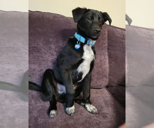 Medium Photo #4 Borador Puppy For Sale in Plymouth, MN, USA