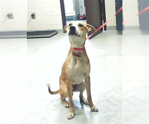 Mutt Dogs for adoption in Fayetteville, NC, USA